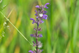 6CAU0045.jpg
