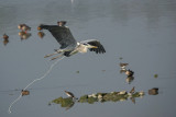 DSC00706.jpg