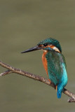 martino_ritratti
