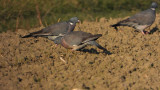 DSCN2656.jpg