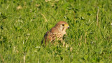 DSCN2737.jpg