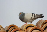 DSCN2951.jpg