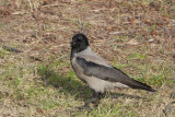 DSCN3131.jpg