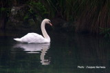 Cygne tubercul (mute swan), Rainbow Springs Nature Park, Rotorua, N.-Z. - IMGP9917.JPG