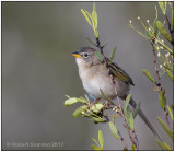 Wedge-tailed Grass-Finch 1.jpg