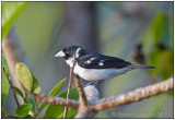 White-naped Seedeater.jpg