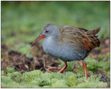 bogota rail.jpg