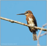 brown jacamar.jpg