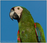 chestnut-fronted macaw portrait.jpg