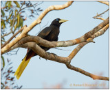 crested oropendola.jpg