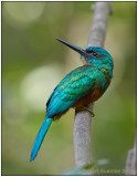 green-tailed jacamar 1.jpg