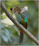 green-tailed jacamar with morpha.jpg