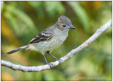 rufous-crowned elaenia.jpg