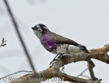 white-browed purpletuft.jpg