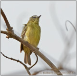 white-lored tyrannulet.jpg