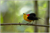 wire-tailed manakin male 1.jpg