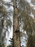 IMG_4149.JPG