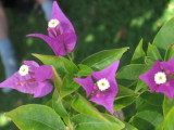 IMG_4171.JPG