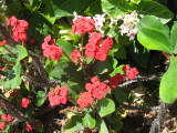 IMG_4173.JPG