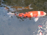 IMG_4178.JPG