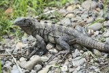 DSC_1536.jpg