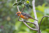 DSC_2093.jpg