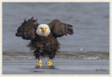 willapa_bay_wildlife