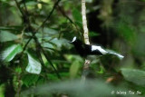 <i>(Enicurus frontalis)</i><br /> Malayan Forktail