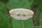 Callidrepana albiceris