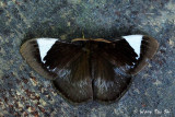 Melanothrix nymphaliaria