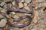 <i>(Oligodon octolineatus)</i><br /> Striped Kukri Snake