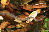 (Psammodynastes pictus) Painted Mock Viper