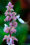  <i>(Plectranthusamboinicus)</i> <br />Variegated Indian Borage <br /> 镶边到手香