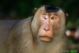 (Macaca nemestrina)Pig- tailed Macaque