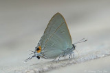 (Rapala iarbus) Common Red Flash ♀