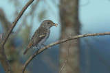 Flycatchers, Whistler and Nuthatch