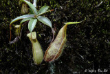 (Nepenthes tentaculata)