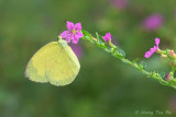 <i>(Eurema hecabe)</i><br />Common Grass Yellow