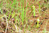  (Nepenthes reinwardtiana)