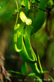 (Nepenthes reinwardtiana)