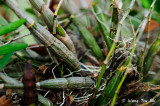 (Dendrobium crumenatum) Pigeon Orchid