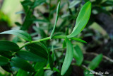 (Dendrobium crumenatum) Pigeon Orchid