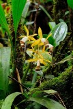 (Coelogyne radioferens)