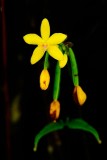 <i>(Spathoglottis aurea)</i>
