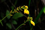 <i>(Spathoglottis aurea)</i>