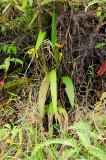 <i>(Spathoglottis aurea)</i>