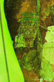 (Cicadidae, sp.)[C]True Cicada