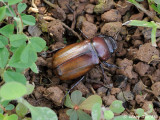(Scarabaeidae, Apogonia sp.)[A]Scarab Beetle