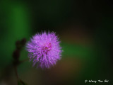 (Mimosa pudica)  Touch me not