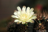 Cactus flower